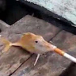 Meet your Posher, Hacker